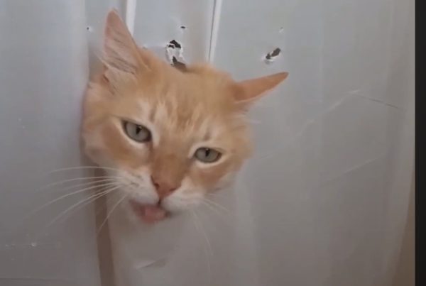 橘貓：朕只是來喝個水而已啦！