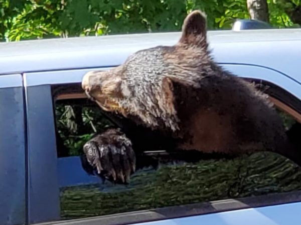 莫里斯說：「其中一隻小熊不只在我的駕駛座玩，還活像個人探出頭來看窗外，他們盡情地探索我車子裡所有的東西。」 (圖/Facebook@Chad Morris) 