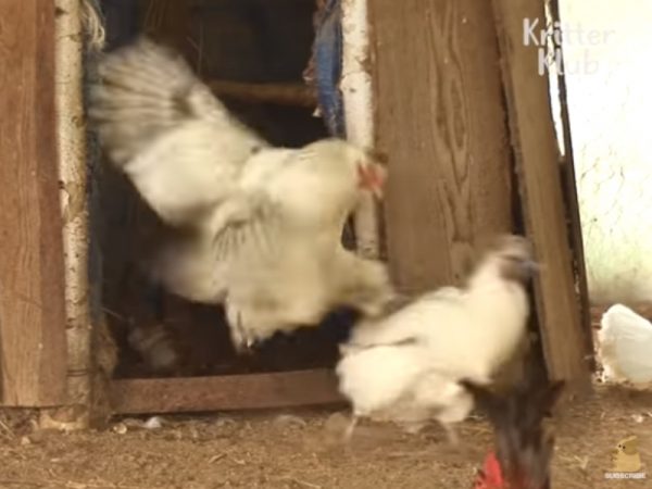 Koko為了不讓小貓被打擾，經常將其他母雞「飛踢」趕出雞舍（圖／翻攝自Youtube@Kritter Klub）