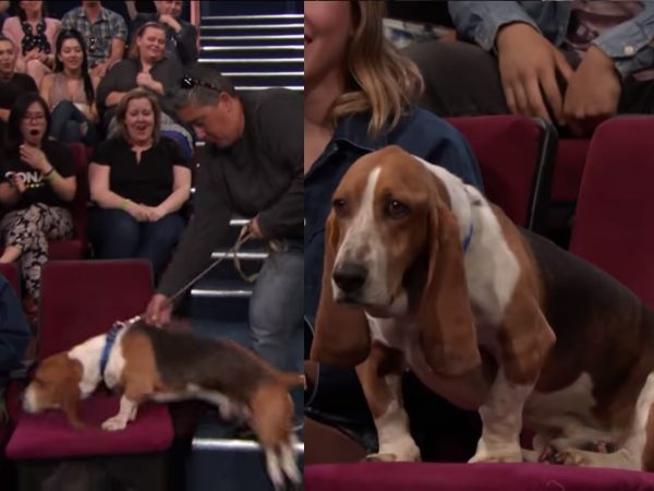 同一個位置換上新的狗狗觀眾，看到可愛的巴吉度獵犬，觀眾席發出一陣小小的歡呼聲。 (圖/Youtube@Team Coco) 