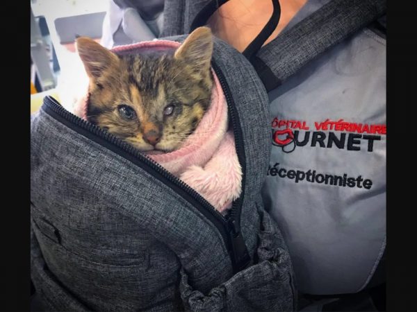 短短兩天時間，烏納慢慢不再像以前一樣對人感到警戒，也感受到瑪麗亞滿滿的愛。瑪麗亞說：「烏納愛上了這樣的生活，牠被包在毯子中，很安心地我懷裡睡著。」 (圖/Chatons Orphelins Montréal) 