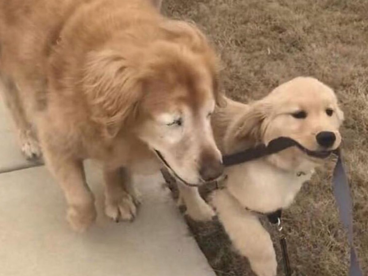 後來他們感情越來越好，變成不可分開的伴侶，當查理和Maverick散步的時候Maverick會帶著查理走，成為牠的雙眼。 (IG@weratedogs) 