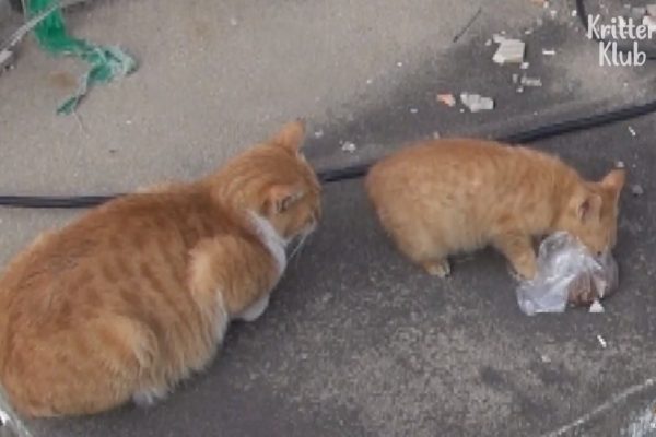 拿到食物的Dongsuk總是先讓小橘貓享用，自己在一旁耐心地等著（圖／翻攝自Youtube@Kritter Klub）