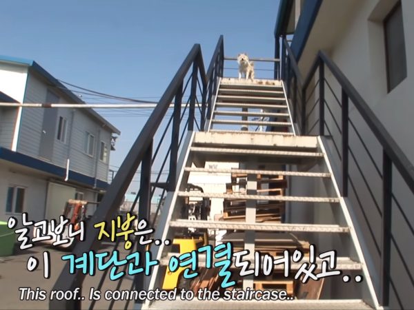 對Chilbok來說，走下樓梯就意味著死亡，就意味著牠再也不能活著回來，所以牠從來不敢走下樓梯。 (圖/Youtube@SBS TV) 