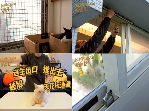 讓貓咪搬進新家前，務必確認是否已加裝鐵網或隱形鐵窗、安全扣等，以及防堵好所有秘密通道。（圖／翻攝自拉姆有幾噗）