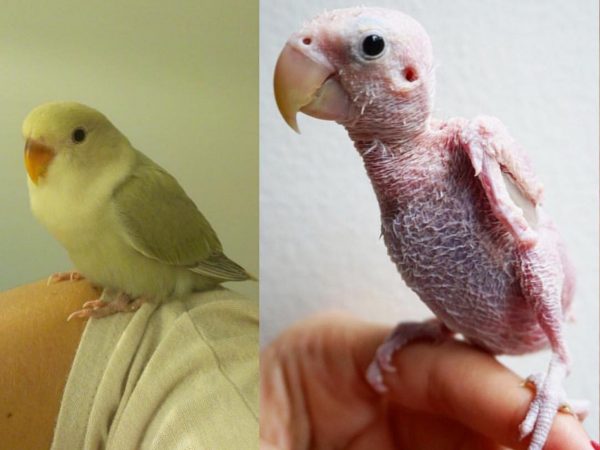 Rhea曾擁有一身美麗的羽毛，但因為一場疾病讓牠成為一隻沒有毛的鳥。(圖/IG@rhea_thenakedbirdie) 