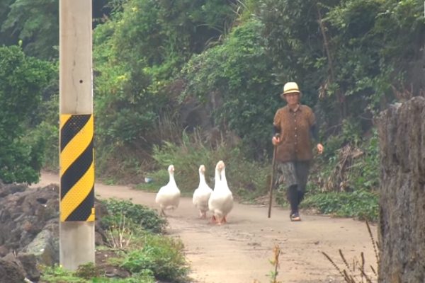 保鑣「鵝」子超盡忠職守　保護老奶奶一刻也不馬虎！