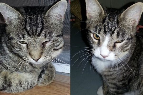 主人說他的兩隻貓咪在同一時間同一地點被叮，然後剛好都是左臉！（圖／boredpanda）