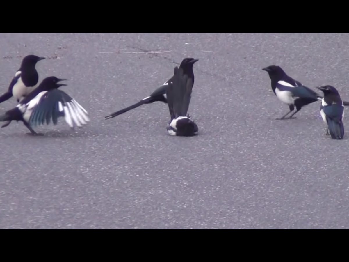 牠們呼朋引伴叫來更多喜鵲，時不時去啄一下躺著的喜鵲，似乎是想將牠叫起來。 (圖/Youtube@Logical Morality) 