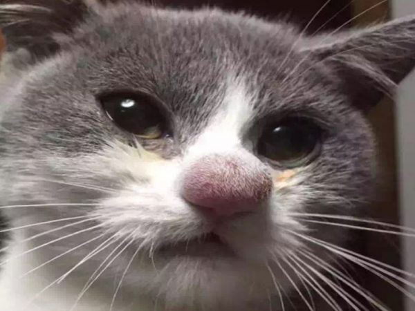 小紅鼻！！（對不起我笑了！）（圖／boredpanda）