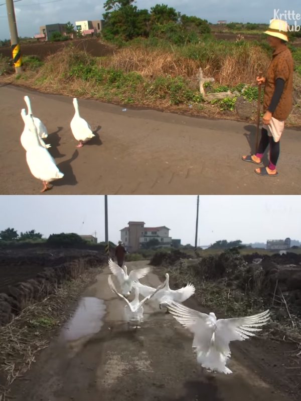 保鑣「鵝」子超盡忠職守　保護老奶奶一刻也不馬虎！