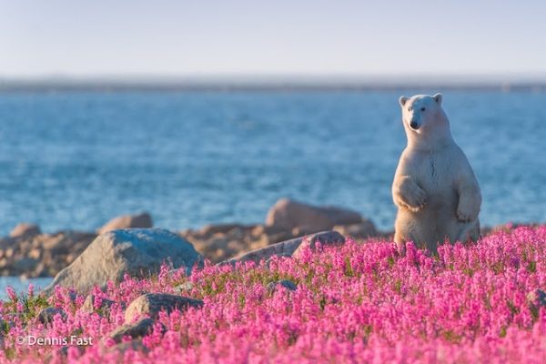 一隻北極熊在哈德森灣旁的花叢裡散步（圖／Dennis Fast）