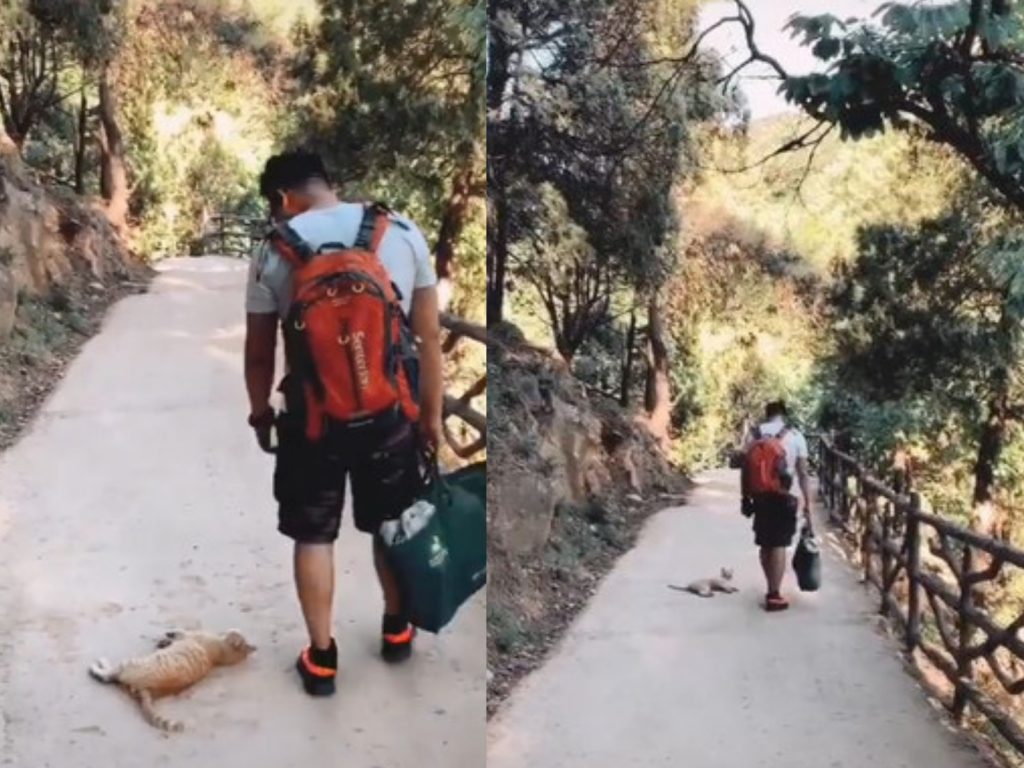 （倒）啊～朕受傷了，奴才你要負責啊！(圖/Facebook@靠北猫咪) 