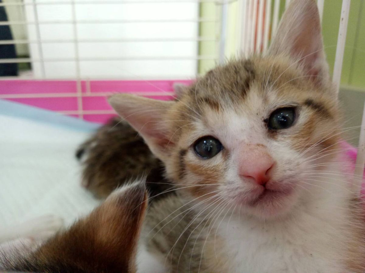 ▲新北市動保處與寵物美容用品店及獸醫院異業合作，成立37間愛心認養小棧。（新北市動保處提供）