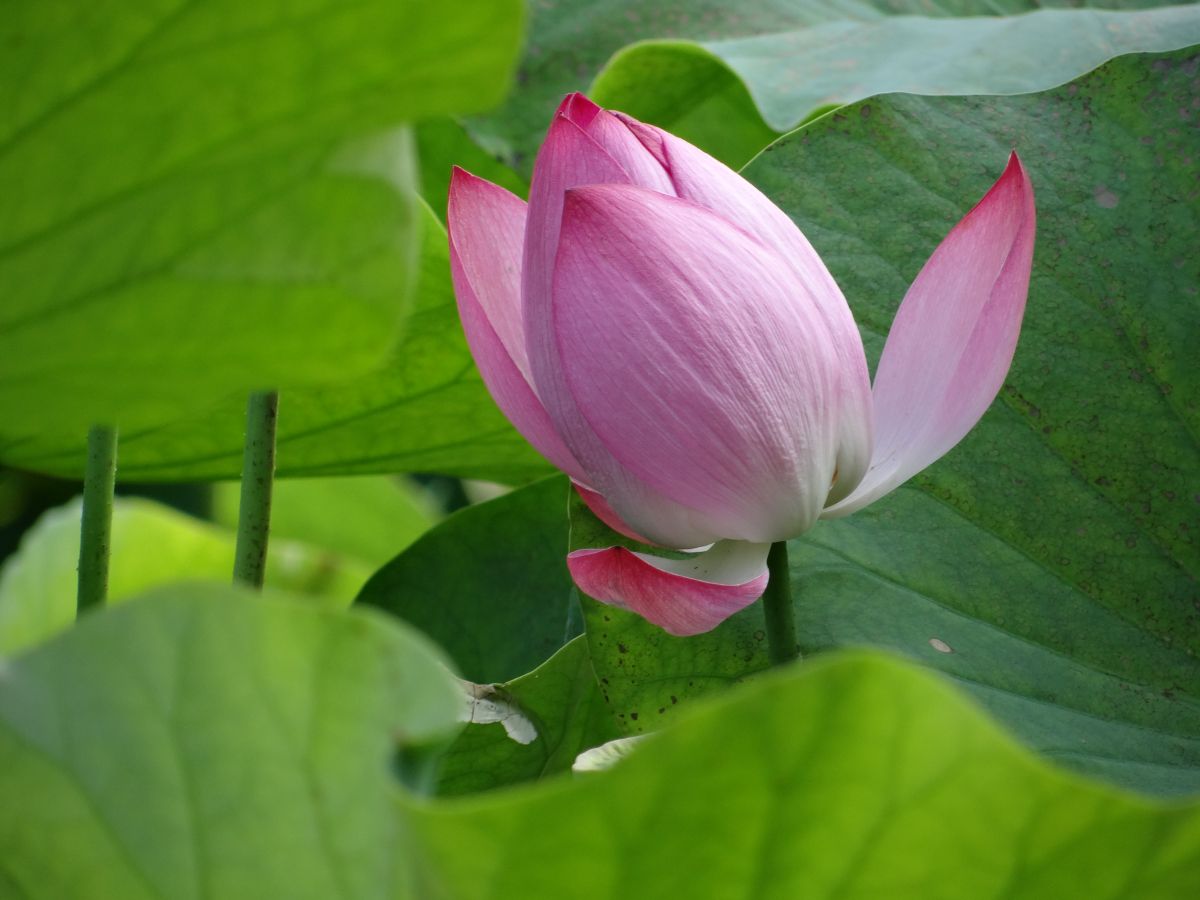 ▲金山清水農地的蓮花已逐漸盛開。（圖／新北市金山區公所提供）