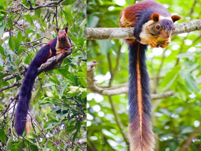 馬拉巴爾巨型松鼠擁有彩色毛髮與長尾　夢幻到超不真實！
