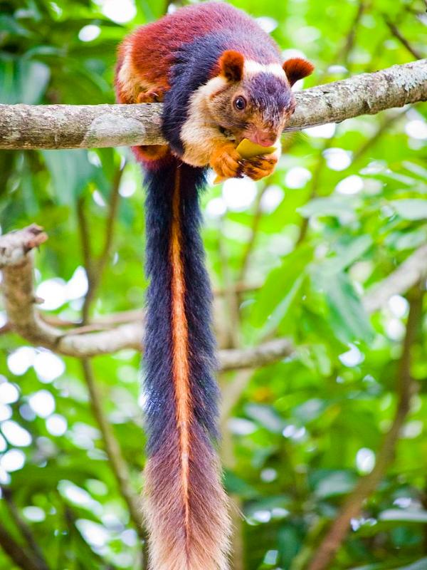 馬拉巴爾巨型松鼠擁有鮮豔的毛色與超長的尾巴，鮮豔的毛皮讓牠們一度遭到人類濫捕（圖／Arshad.ka5）