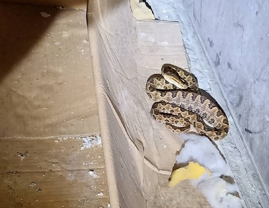 ▲新北市動保處統計，今年截至5月底，已累計近千件的蛇類捕捉通報，數量驚人。（圖／新北市動保處提供）