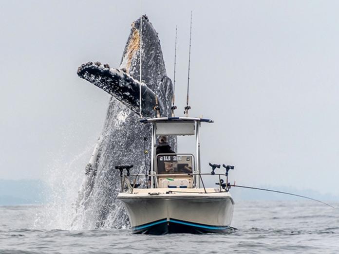 巨大鯨魚在眼前跳躍　攝影師：如果我是漁夫我會閃尿！
