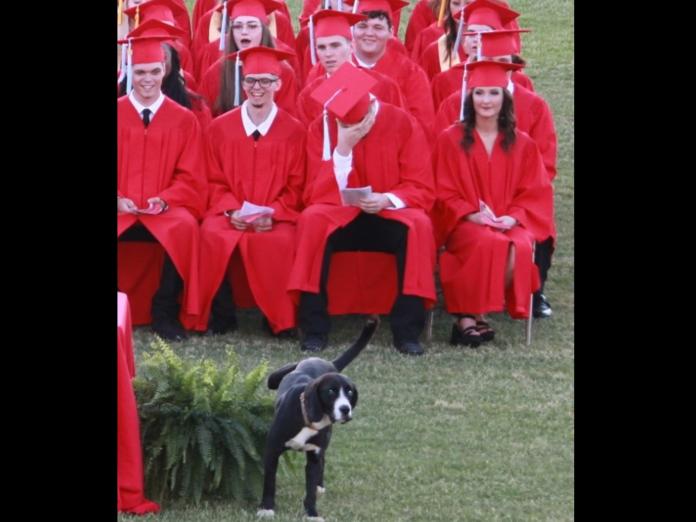照片中羞愧扶額的畢業生就是查理的主人洛根，想必這次的畢典讓他永生難忘！洛根無奈地說：「這裡每個人都知道牠是我的狗啊！」(圖/Denise Walls)
