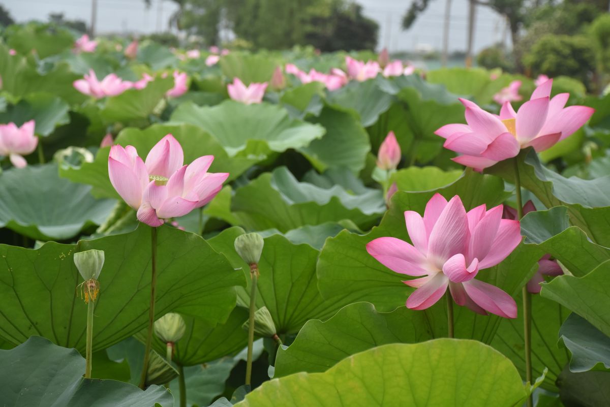 ▲廖顯能老師的二分地「沐心荷園」荷花盛開。（圖／記者郭春輝攝，2019.06.04）