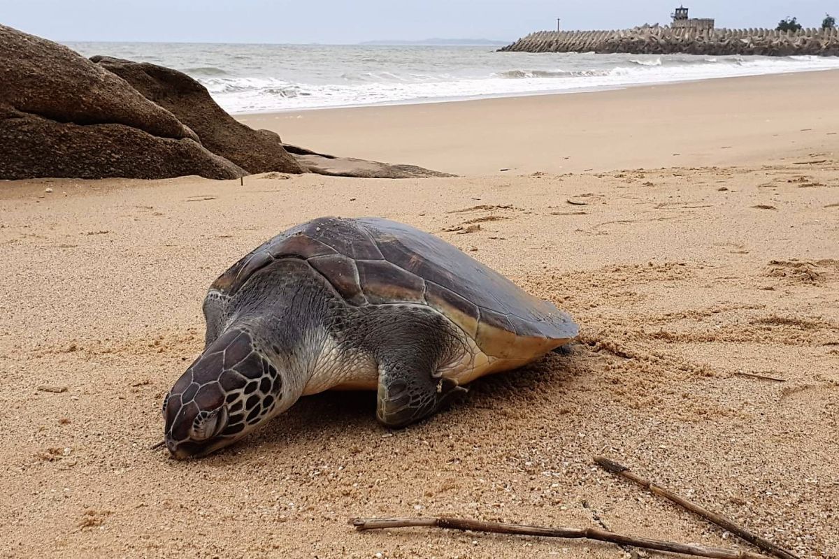 ▲保育類綠蠵龜魂斷金門新湖漁港東堤沙灘。（圖／第九岸巡隊提供）
