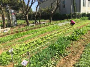 體驗都市農耕 中市「環保農園」免費承租開放報名 ▲台中市文山資源回收環保教育園區開辦「環保農園」,讓市民免費承租5個月。 (圖/環保局提供2019.6.5)