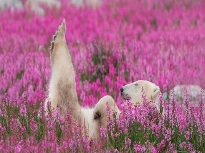 浪漫花瓣浴！攝影師捕捉北極熊徜徉粉紅花海模樣太享受
