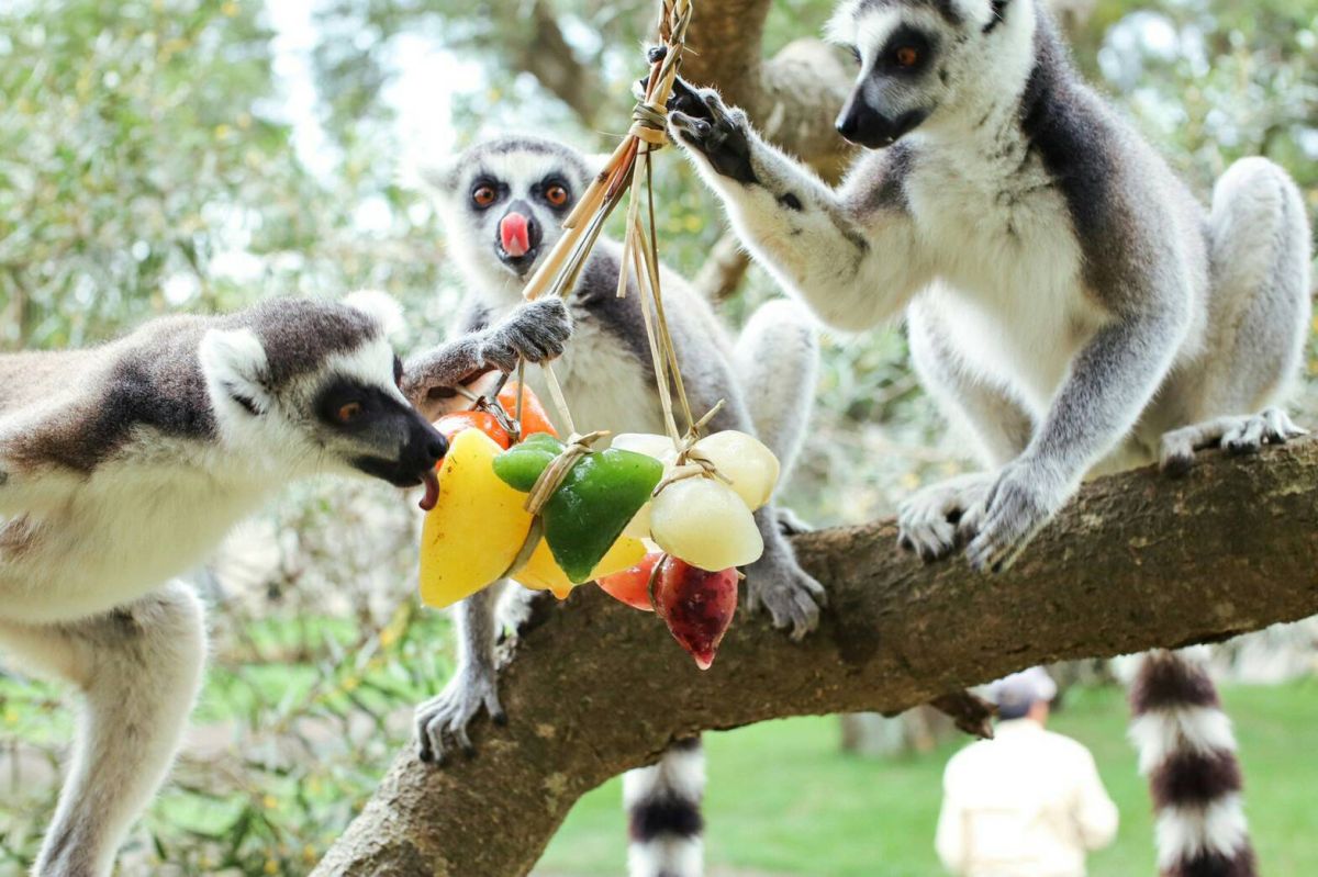 ▲以紅蘿蔔、青江菜、葡萄、鳳梨、芭樂打成汁製作的應景彩色果汁粽，令環尾狐猴吃的津津有味。（圖／六福村提供）