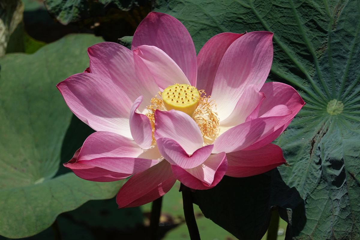 ▲新店車子路荷花大朵豔麗，充滿著野性美。（圖／新北市綠美化環境景觀處提供）

