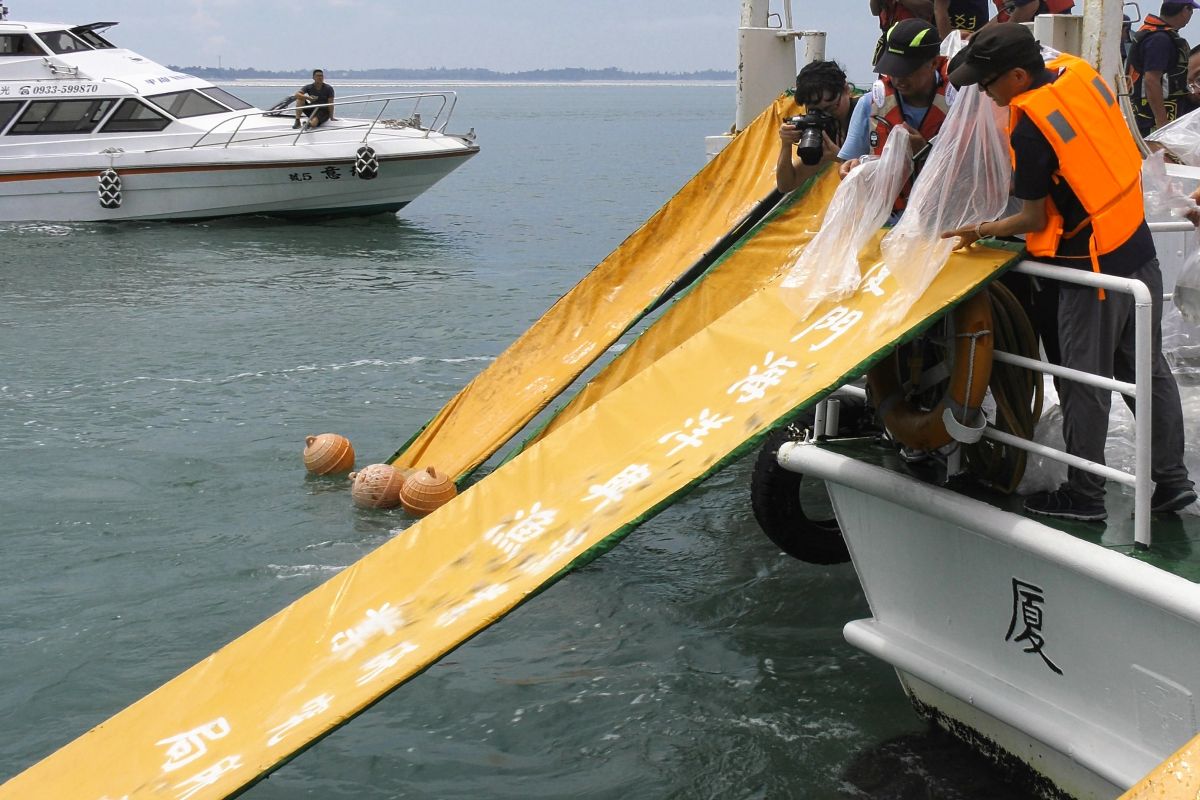 ▲小魚苗順著漁梯滑入金廈海域，重新回歸大海的懷抱。（圖／蔡若喬攝, 2019.06.06）