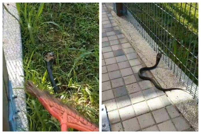 ▲民眾在台北市內湖區的大湖公園中驚見眼鏡蛇，呼籲民眾務必小心。（圖／翻攝自 PTT）