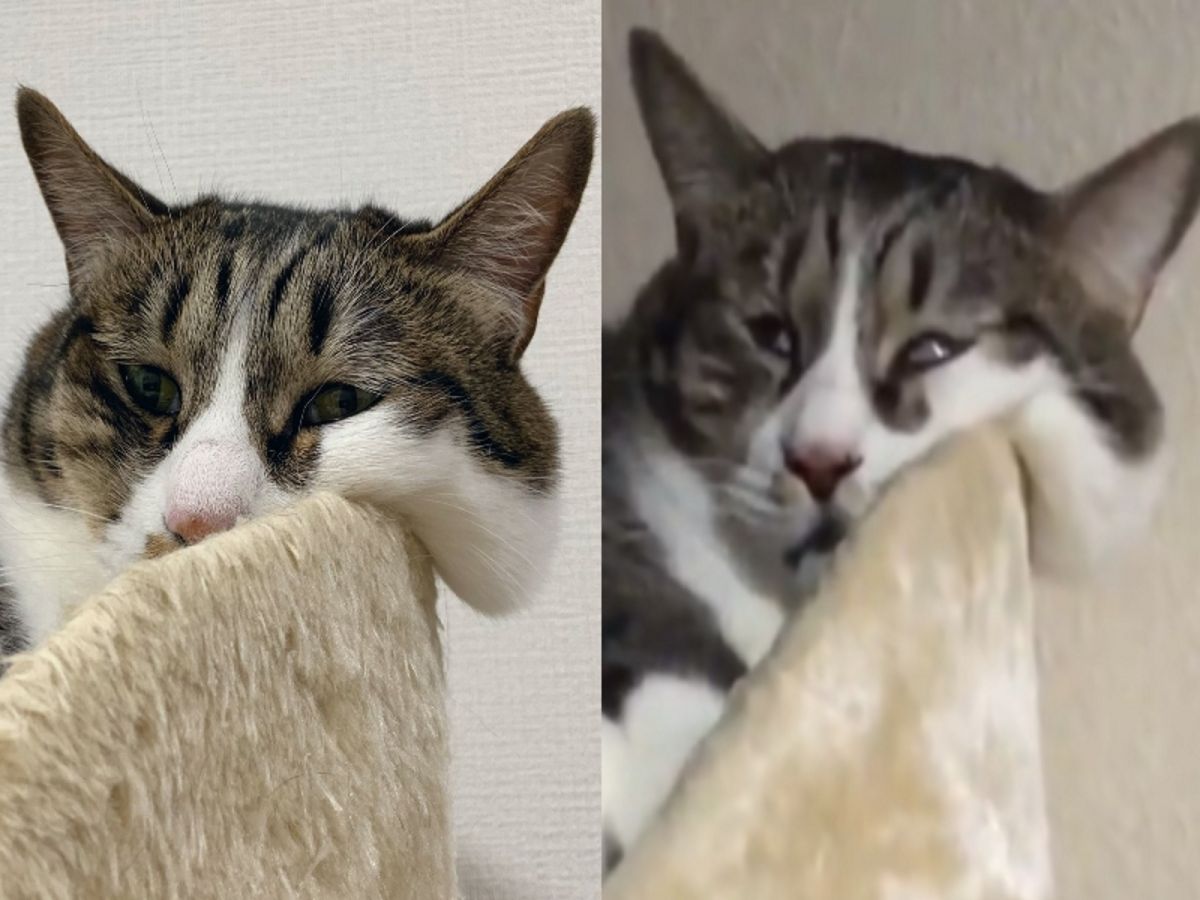 畫家將自家貓咪みかん睡覺時的崩壞模樣都分享在網路上（圖／twitter@koriri222）