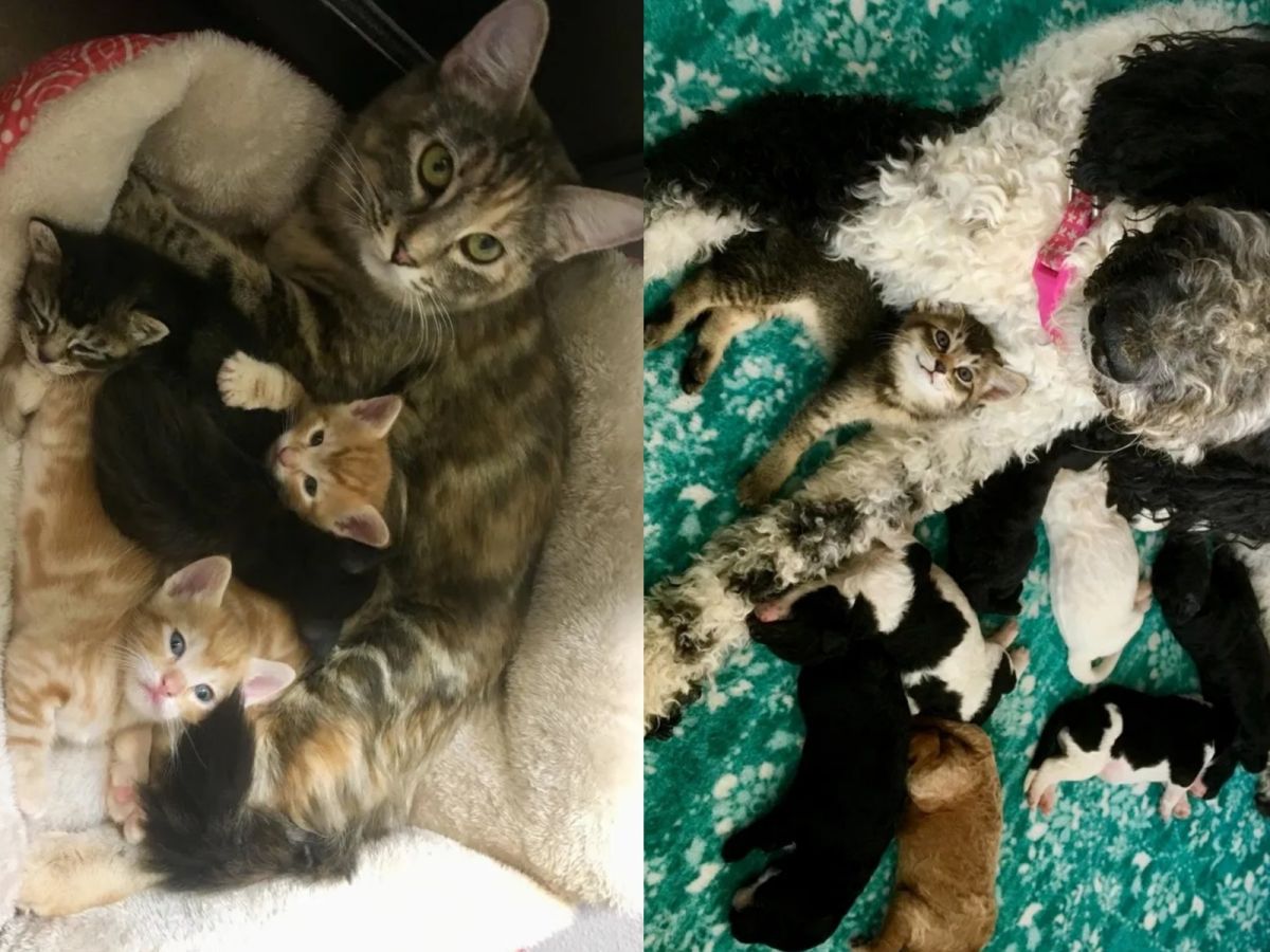 牠們像個大家庭一樣，一起玩耍，也總是依偎在一起睡覺。 (圖/Jamie Myers)