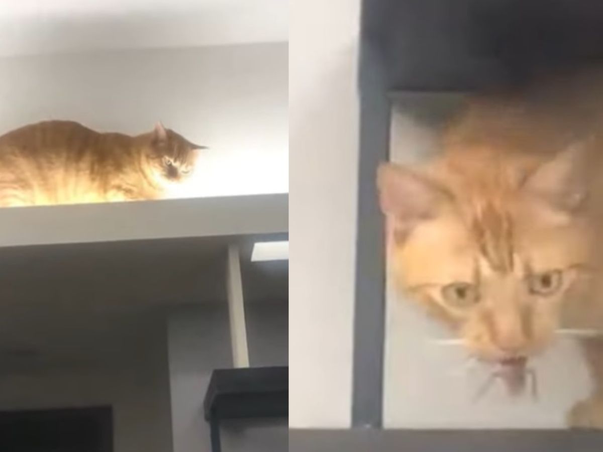 貓咪叼著一隻巨大小強讓爸媽崩潰。（圖／翻攝自膽小貓Gary同居日誌）