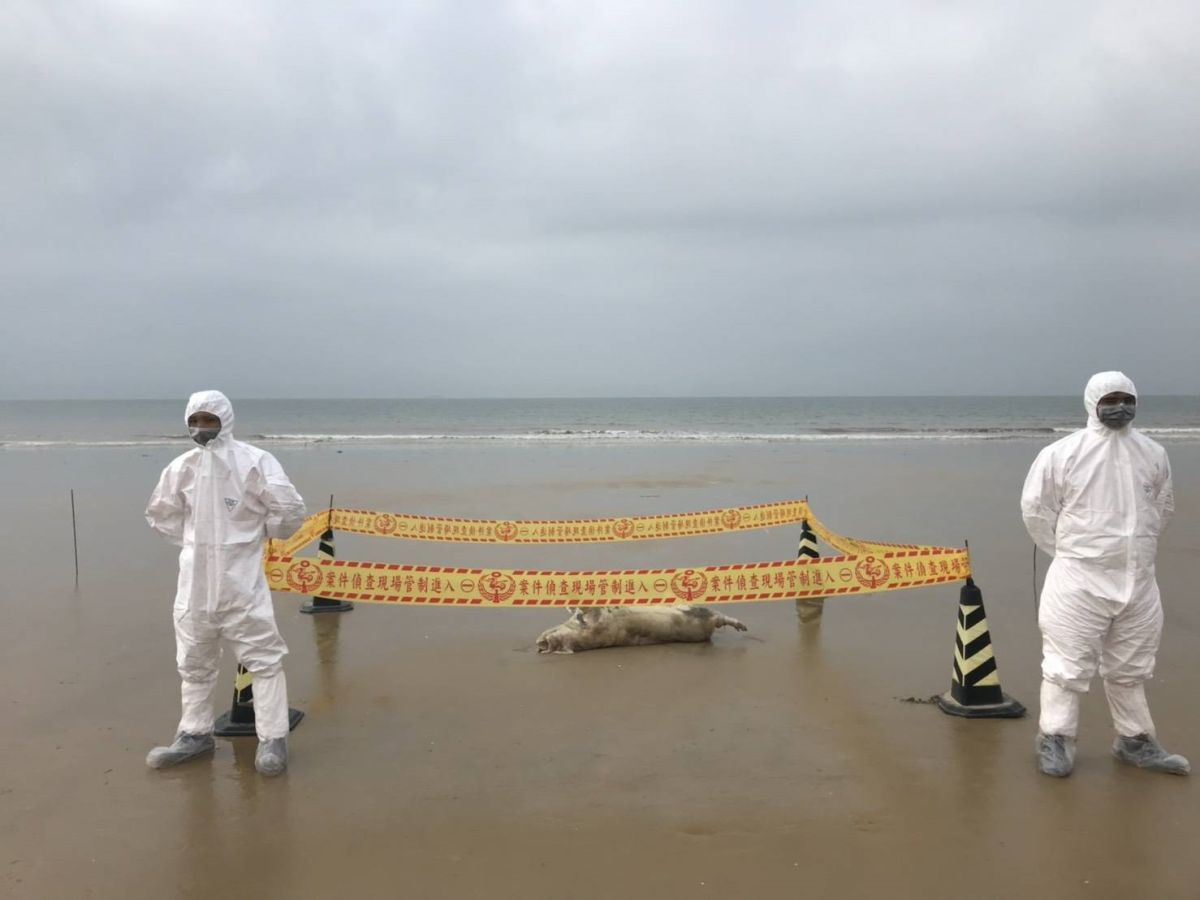 ▲金門慈湖與尚義岸際，接連發現海漂豬屍。（圖／金門縣政府提供）
