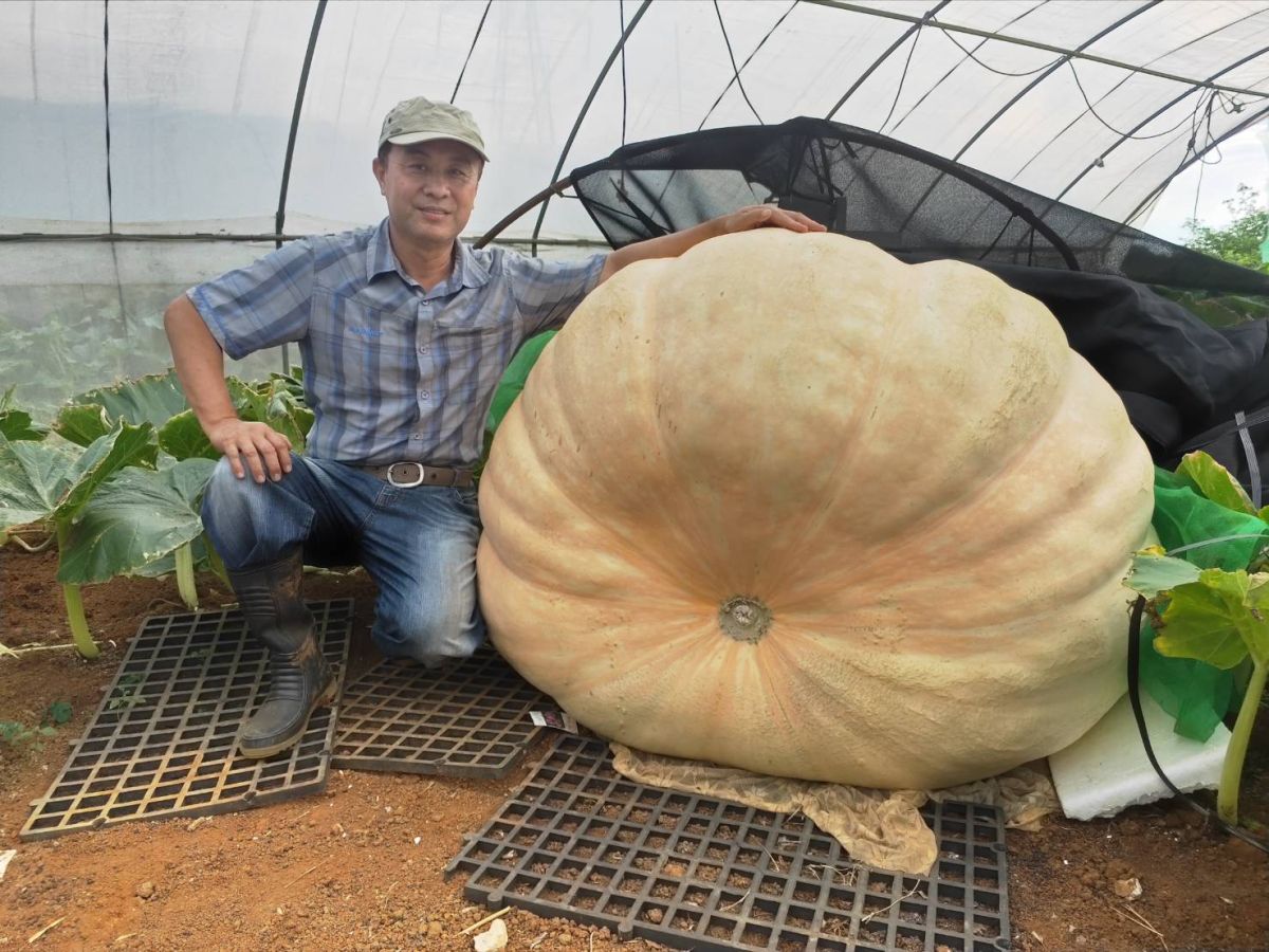 ▲瓜農林建訓在新北市淡水地區栽種南瓜10多年、有南瓜達人稱號。（圖／新北市農業局提供）