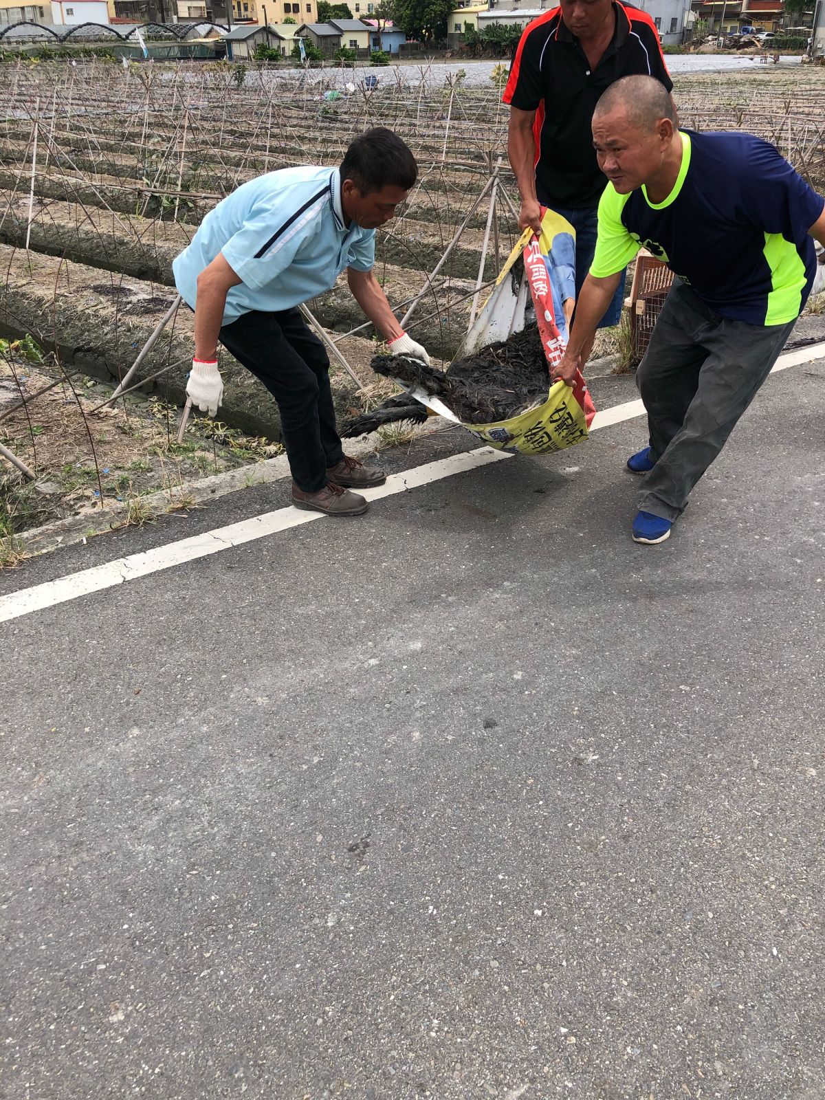 ▲動物防疫所派員以麻醉槍圍捕獒犬，體型龐大的獒犬中麻醉針才躺平。（圖／記者陳雅芳攝，2019.06.09）