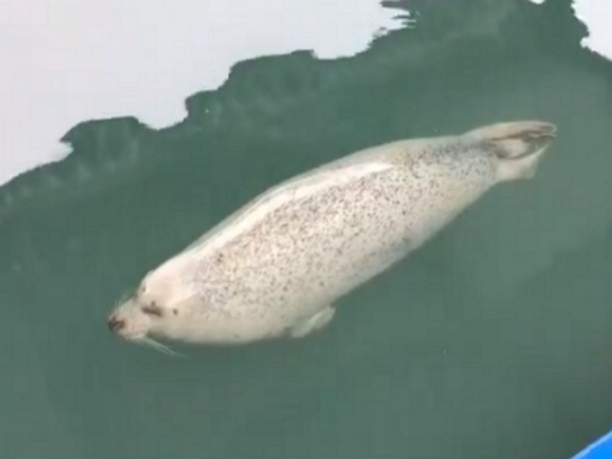 （圖／twitter@aguhiyori）