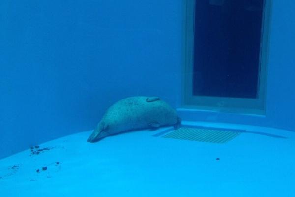 但沒想到會這樣躺在水底一動也不動地好嚇人！海豹你還活著嗎？（圖／twitter@1220Kama）