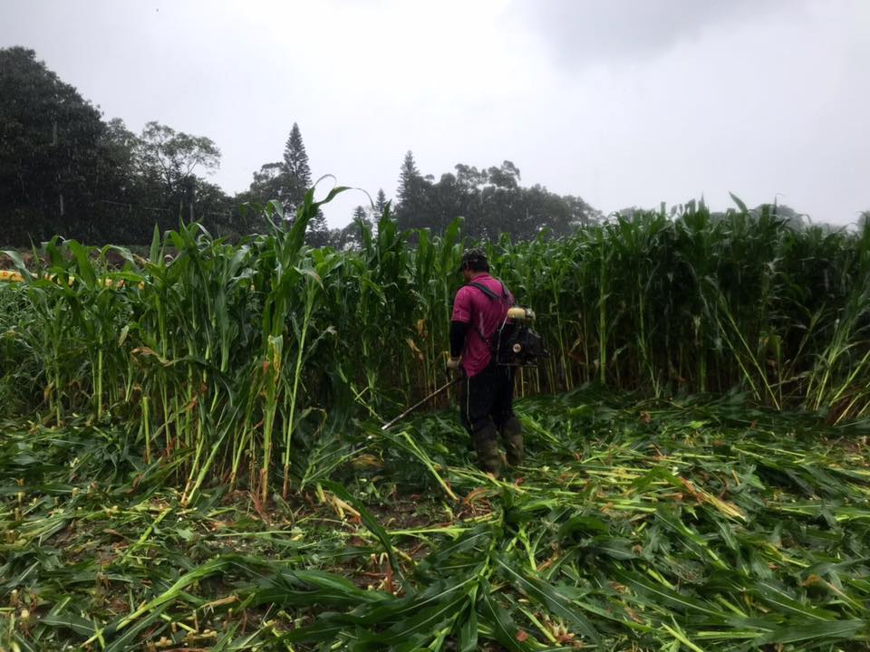 ▲（圖／翻攝自飛牛牧場臉書）