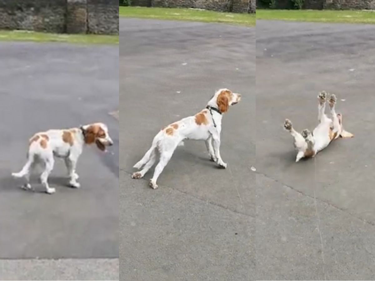 主人對於彼得的特殊症狀造成牠許多不便，感到相當心疼。 (圖/Youtube@ViralHog)