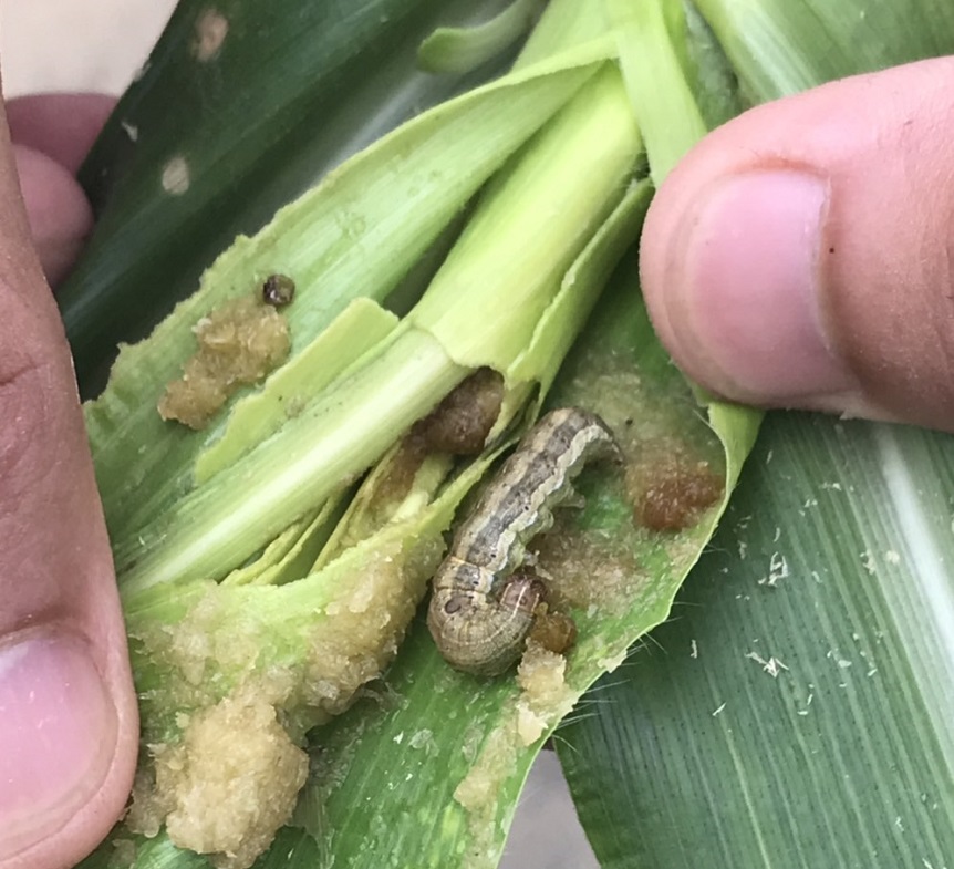 ▲嘉義縣鹿草鄉玉米發現秋行軍蟲。（圖／嘉義縣政府提供）