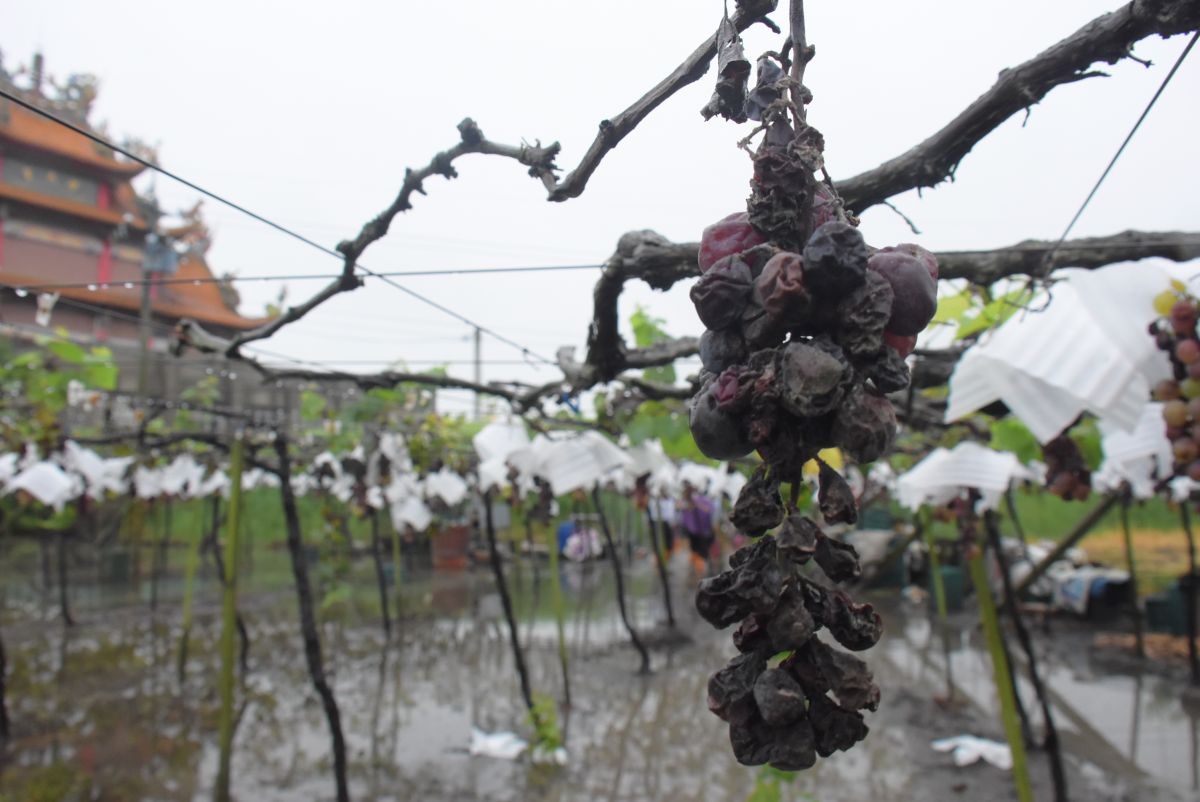 ▲梅雨不斷，溪湖鎮葡萄產地已有葡萄傳出晚腐病災情。（圖／記者陳雅芳攝，2019.06.12）