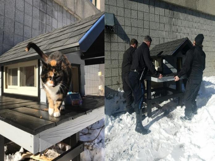 SWAT Cat擄獲波士頓特種警察們的心，並為自己得到一間豪華貓屋（圖／bpdnews）