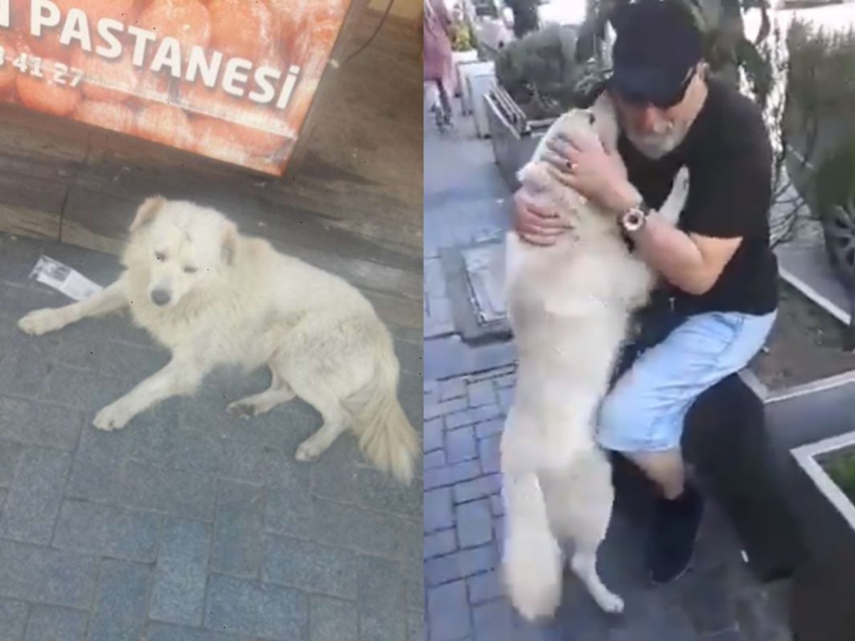 里歐大力搖著尾巴四處亂竄，一下抱抱Araç的爸爸、一下抱媽媽、一下又攀到其他家人的身上，開心到不行！ (圖/Facebook@İŞSİZLER)