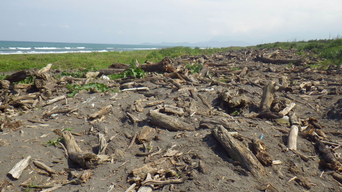 ▲羅東林區管理處開放五結鄉蘭陽溪出海口南岸的漂流木臨時堆置場的漂流木供宜蘭縣民自由撿拾。（圖／羅東林區管理處提供)