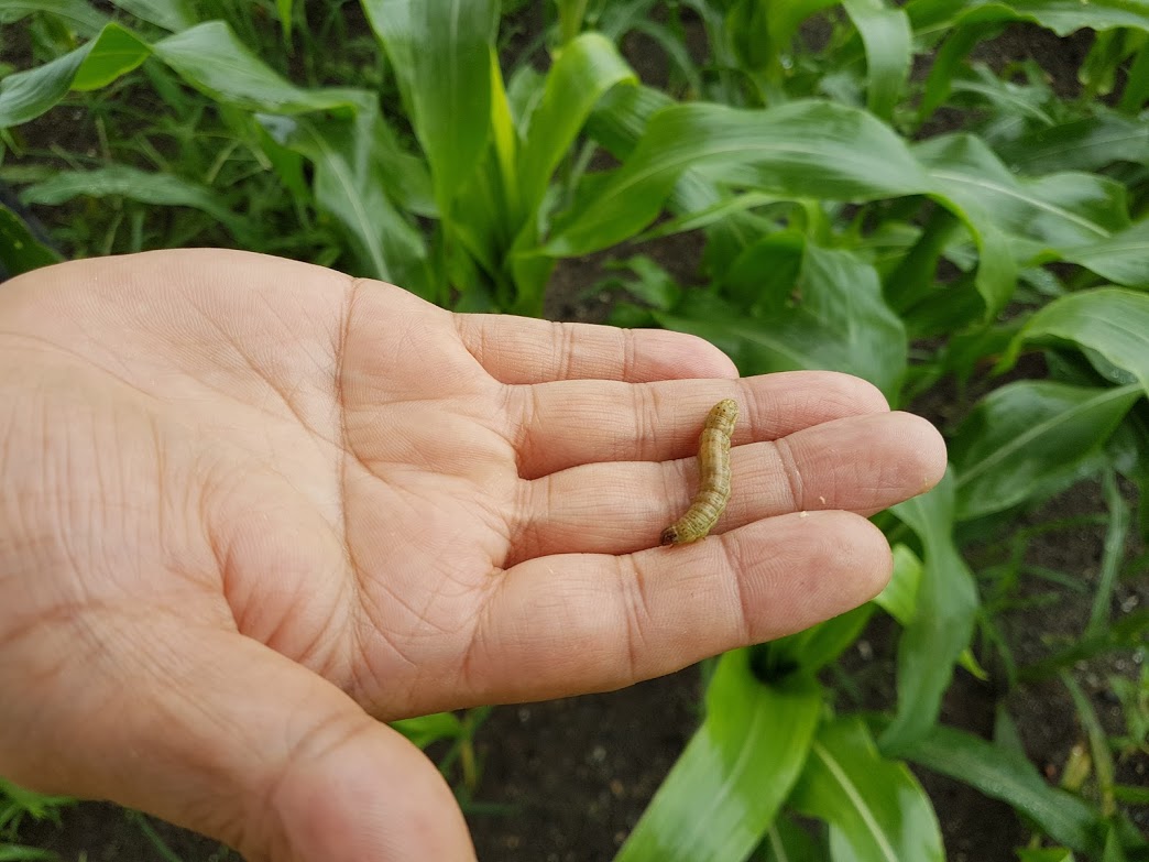 ▲農委會表示，已在馬祖與澎湖發現秋行軍蟲成蟲。（圖／NOWnews資料照)