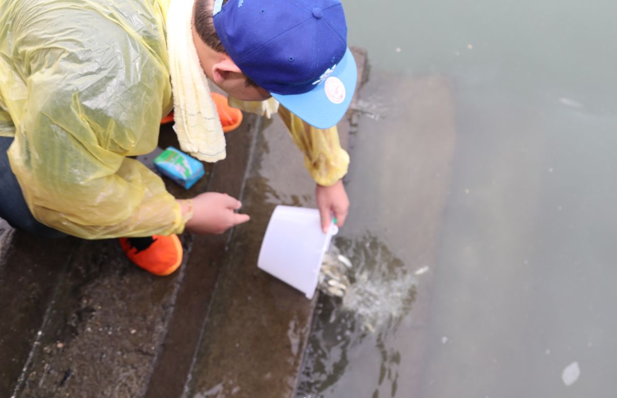 ▲放流選定魚苗長度大於5公分以上於港內施放。（圖／記者蘇榮泉攝，2019.06.14）