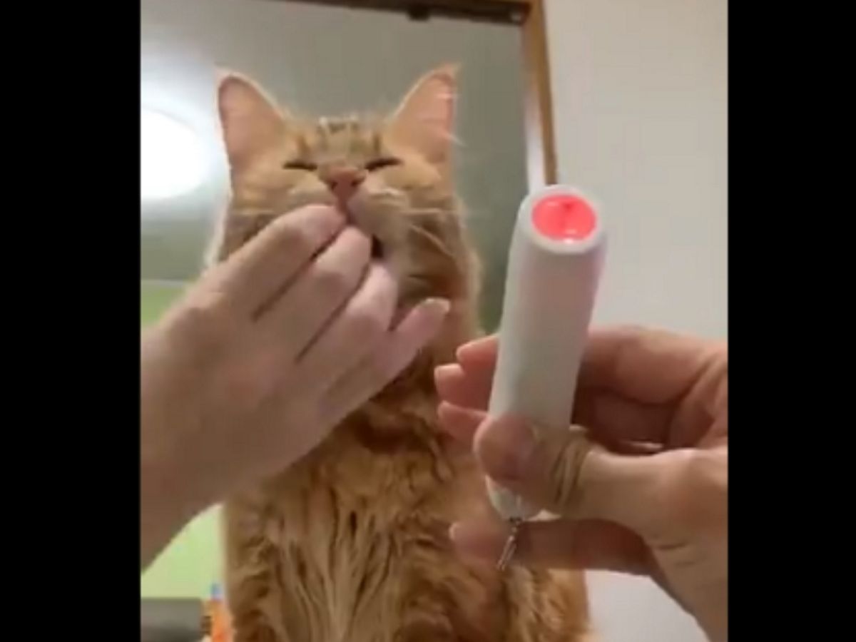 趁貓咪不注意時把零食塞進貓咪嘴巴，這時雷射筆還是保持一開一關地吸引牠注意（圖／翻攝自twitter@sano_sano_sano_）